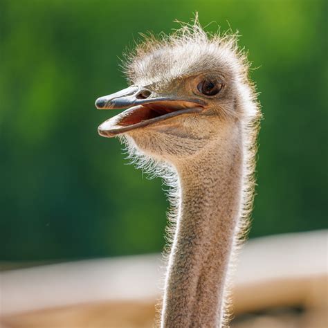 Ostrich Portrait Free Stock Photo - Public Domain Pictures