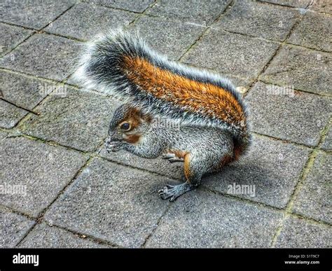 Fluffy tail hi-res stock photography and images - Alamy