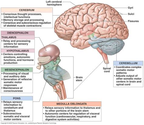 The Diencephalon Structure And Function Of This Brain Region | Free ...