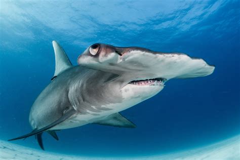 Great Hammerhead Shark | Freediving in United Arab Emirates. Courses ...