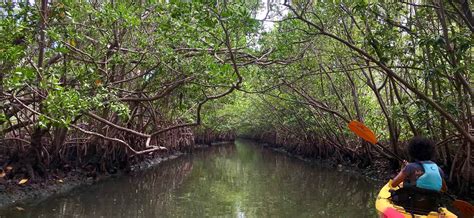 Kayaking through Oleta River State Park, Acqualina’s Wild Backyard | Blog