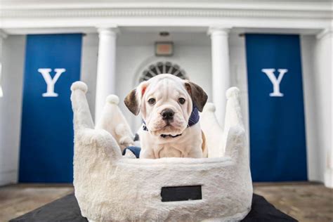 Meet Handsome Dan XIX, Yale's next bulldog mascot!