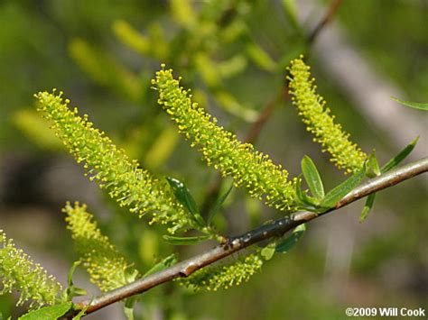 Black Willow (Salix nigra)