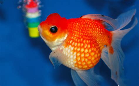 Pearlscale Goldfish - Tips and Characteristics