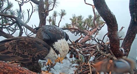 As web cam watches, Big Bear bald eagle lays season’s first egg – San ...