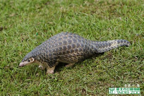 Chinese pangolin | Manis pentadactyla