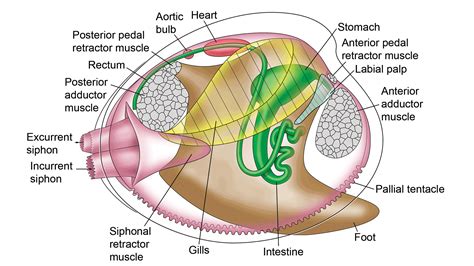 Adductor Muscles Bivalves