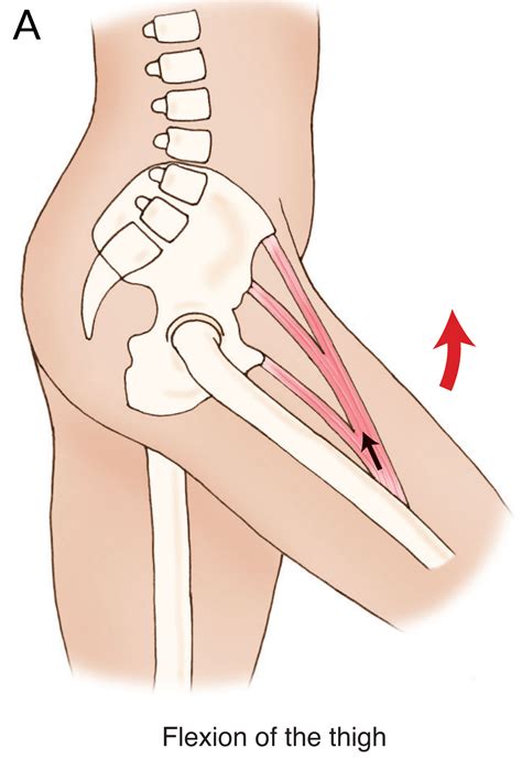 Psoas Major Function: Hip Joint Actions – Sagittal Plane