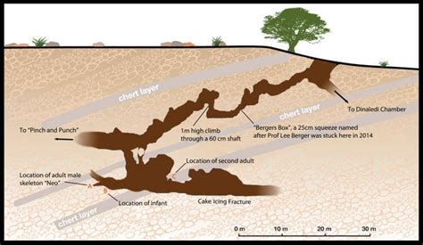 Moroccan fossils: New thinking on human evolution shaped by ...