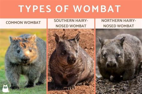 Types of Wombats - How Many Wombat Species Are There?