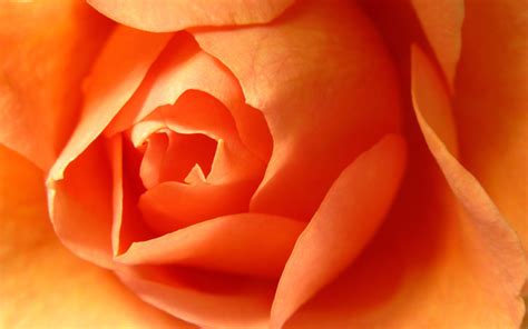 Orange Roses Wallpapers - Wallpaper Cave