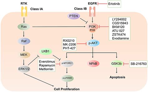 Frontiers | Phosphoinositide 3-Kinase Signaling Pathway in Pancreatic ...