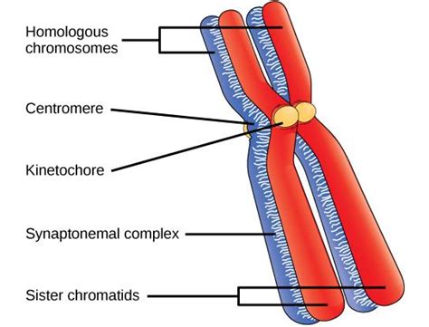 Draw The Structure Of The Chromosome And Label Its Class 12 Biology ...