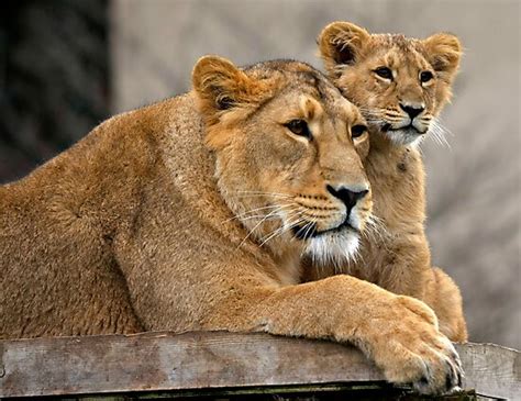 "Asiatic Lion cubs" Photographic Prints by Sheila Smith | Redbubble