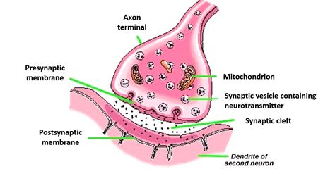 Synapses - Types and Structure