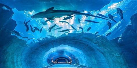 Dubai Aquarium Tickets. Best Offers & Prices | TicketsToDo