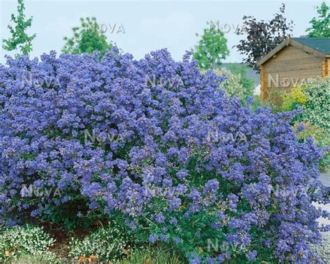 Ceanothus impressus Puget Blue