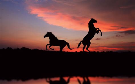 Horse Sunset Wallpapers - Top Free Horse Sunset Backgrounds ...