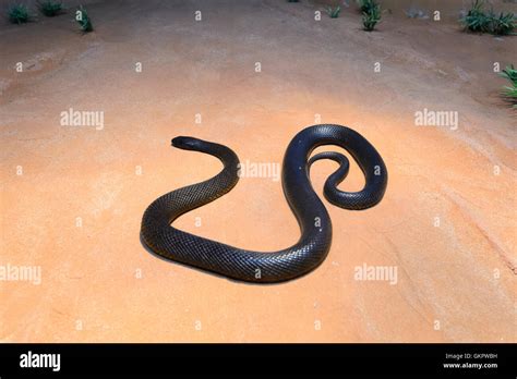 Inland Taipan or Fierce Snake (Oxyuranus microlepidotus), Australia The ...