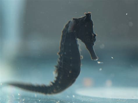 Australia's 'seahorse hotels' aim to save endangered species | Reuters