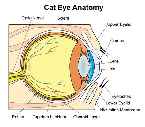 Cataracts in Cats