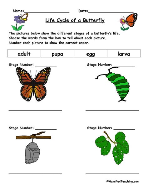 Butterfly Life Cycle Worksheet | Have Fun Teaching