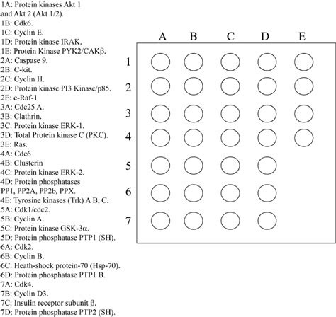 General scheme of protein distribution for the mini-array analysis ...