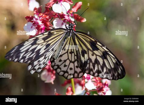 Fairchild tropical botanic garden in hi-res stock photography and ...