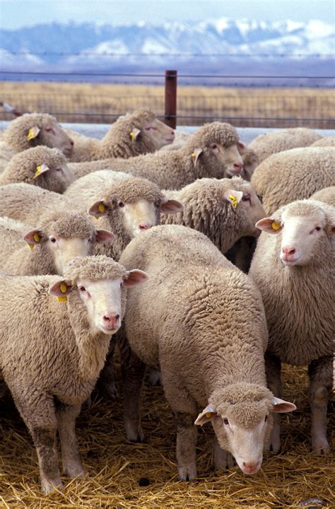 Sheep - Wikipedia