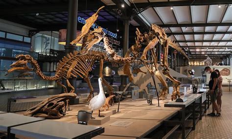 Museum of Natural Sciences in Brussels opens one-way route to public ...