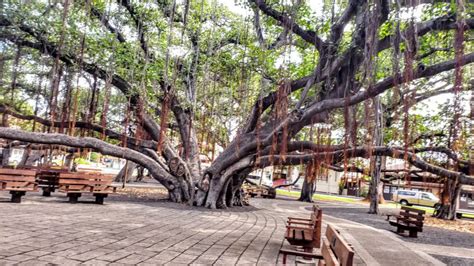 What is Special About the Banyan Tree in Lahaina Maui? How Old is the ...