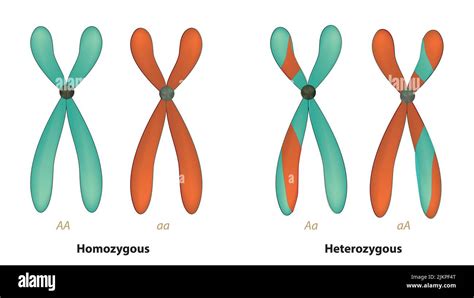 Homologous pair chromosomes Cut Out Stock Images & Pictures - Alamy