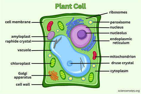 Plant Cell - Diagram, Organelles, and Characteristics Plasma Membrane ...