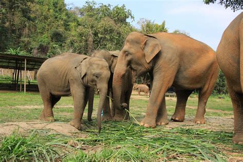 Elephant Sanctuary Chiang Mai Tour Package: Help Care for Elephants ...