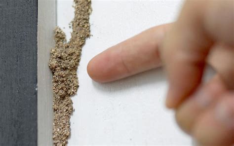 Top 7 Signs of Termite Infestation to Look for in Your House | Zameen Blog