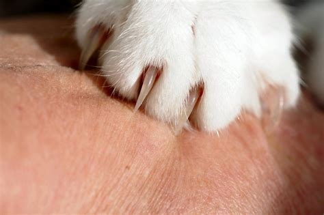 Three Options For Trimming Your Cat's Nails (And Which Is The Best)