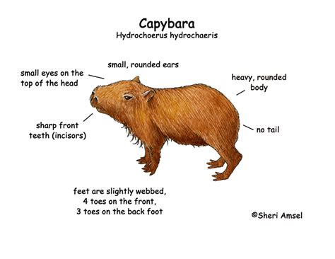 Capybara