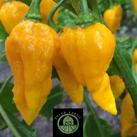 Yellow Ghost Pepper Live Plant | Tyler Farms