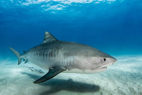 Wild Tiger Shark Treats Diver Like Best Friend After A Year Apart