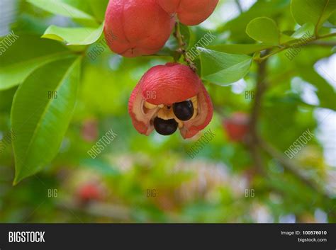 Ackee Tree Image & Photo (Free Trial) | Bigstock