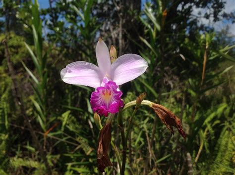 Wild Orchids On The Big Island of Hawaii | Hawaii island, Big island ...