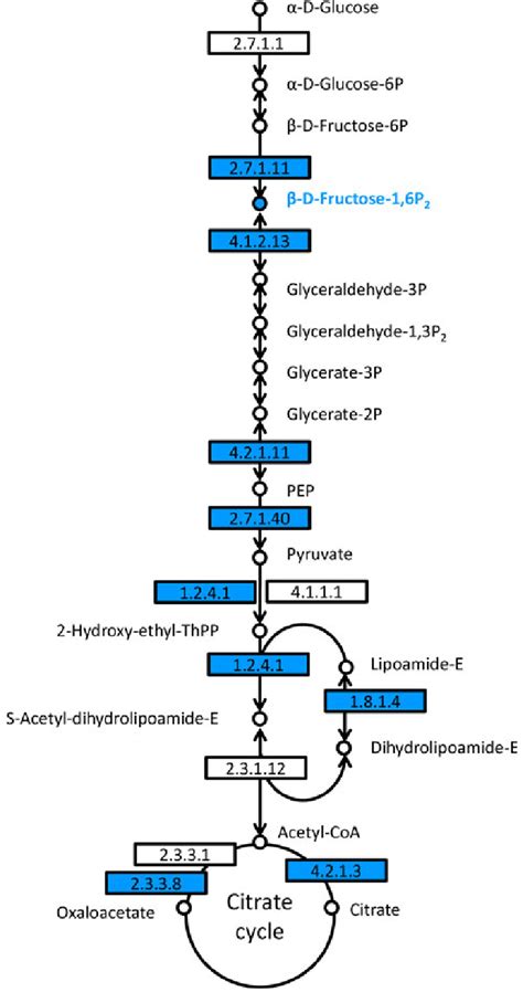 Metabolism The Metabolic Map Carbohydrates – NBKomputer