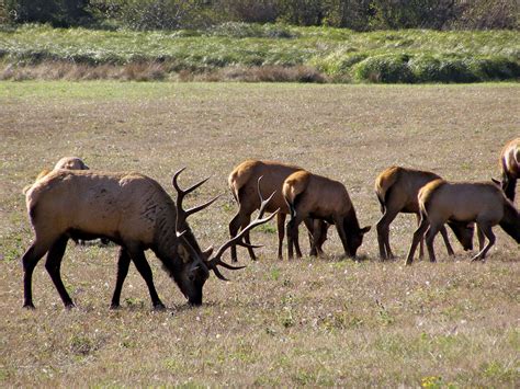 Redwood National Park | Hiking, Wildlife, Old-Growth Forests | Britannica