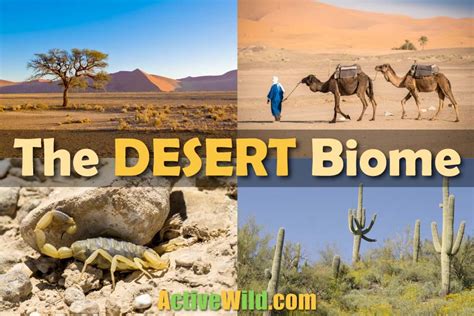 The Desert Biome: Facts, Characteristics, Types Of Desert, Life In Deserts