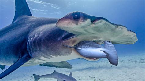 Hammerhead Sharks: The Unusual Predators Of The Ocean - YouTube