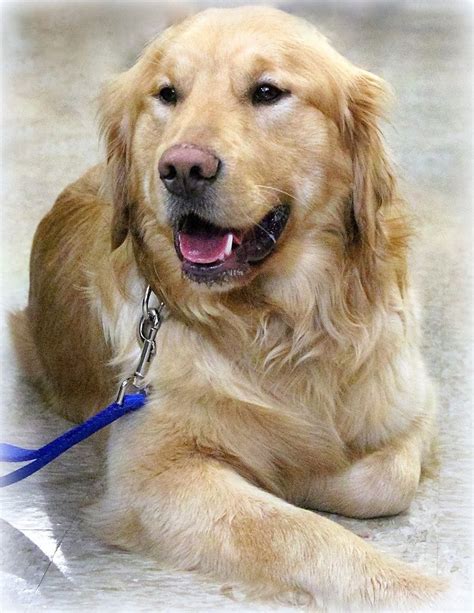 Golden Retriever Rescue Resource - Toledo Dog Adoptions - Page 2 ...