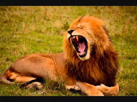 lion roar - Sound effects - YouTube