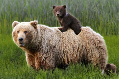 From Mild to Wild: How to See Alaska’s National Parks | Animals wild ...