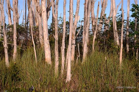 "Melaleuca Trees in Florida Everglades" by robert cabrera | Redbubble