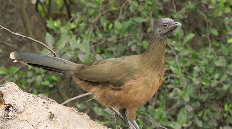 Plain chachalaca can only be seen in South Texas